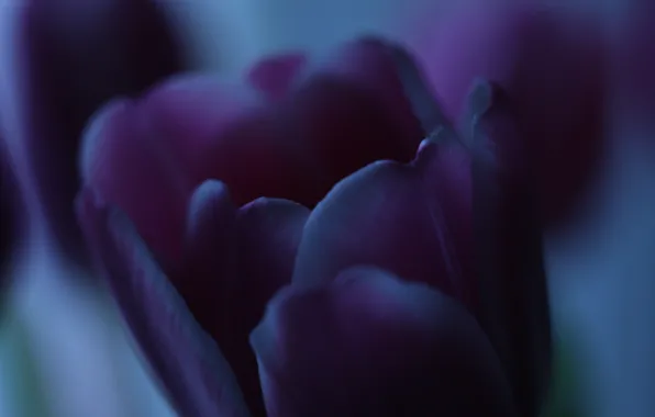 Dark, light, flowers, beauty, tulips
