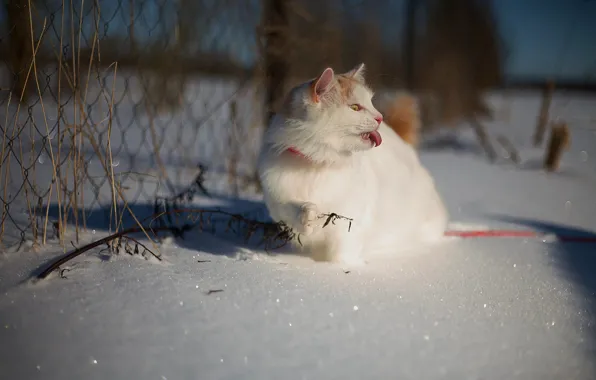 Зима, язык, кошка, белый, кот, взгляд, морда, свет