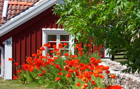 Картинка лето, цветы, забор, маки, дома