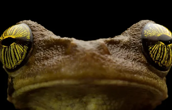 Природа, фон, Osteocephalus tau, Manaus slender-legged tree frog