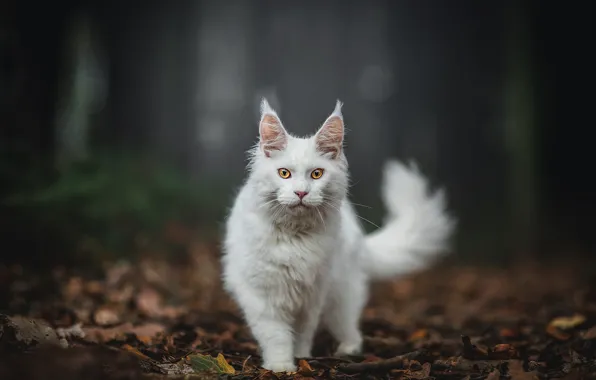 Осень, лес, кошка, белый, кот, взгляд, листья, природа