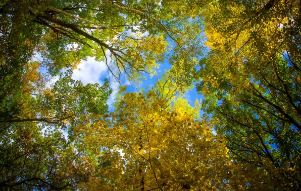 Картинка осень, небо, листья, деревья, крона