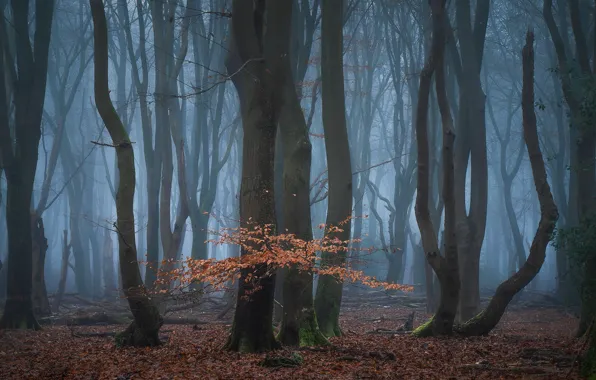 Картинка лес, деревья, природа, туман, Нидерланды, Netherlands