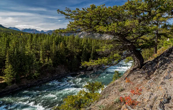 Картинка лес, деревья, река, Канада, Альберта, Alberta, Canada, река Боу