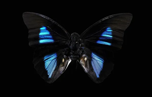 Фон, чёрный, бабочка, тёмная