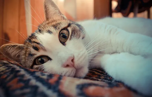 Глаза, кот, Животные
