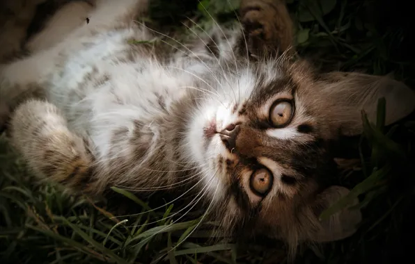 Кошка, лето, трава, взгляд, темный фон, котенок, серый, портрет