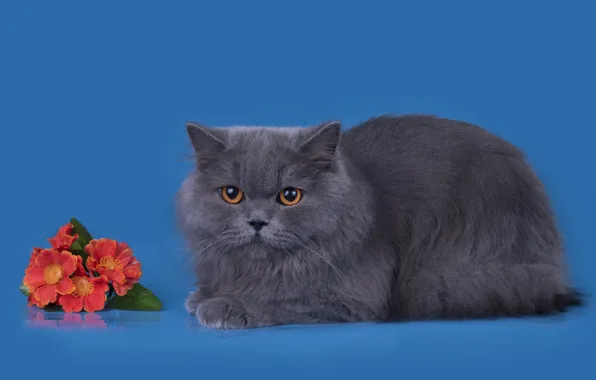 Картинка кот, цветы, серый, порода, британец