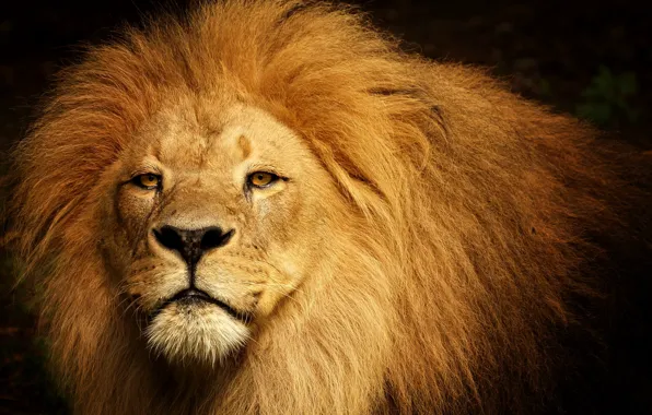Картинка лев, царь, зверь