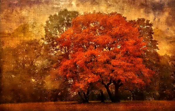Осень, небо, листья, деревья, холст