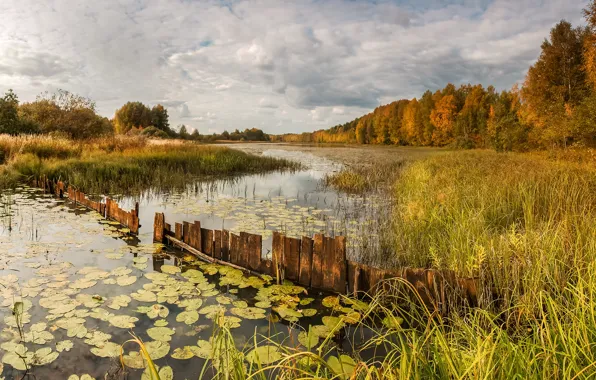 Осень, лес, трава, озеро, забор, преграда, протока