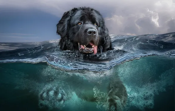 Море, язык, небо, взгляд, морда, вода, облака, природа