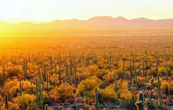 Картинка Аризона, USA, США, Arizona, Sunlight, Солнечный свет, Cactus Saguaro National Park, Национальный парк Кактус Сагуаро