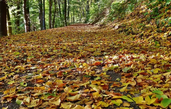 Картинка осень, листья, природа, дорожка, листопад, nature, Autumn, leaves