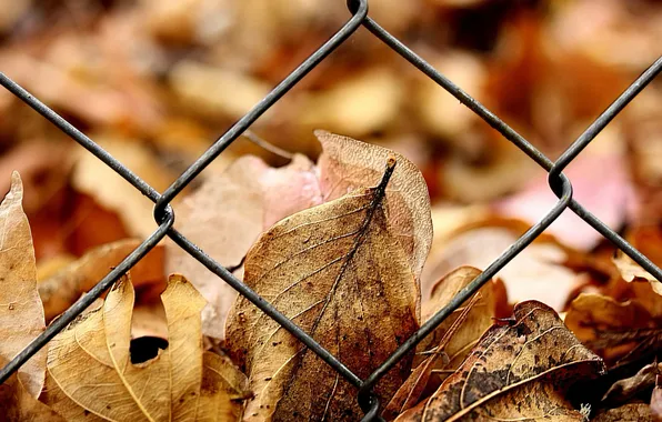 Картинка осень, листья, забор, желтые, решетка