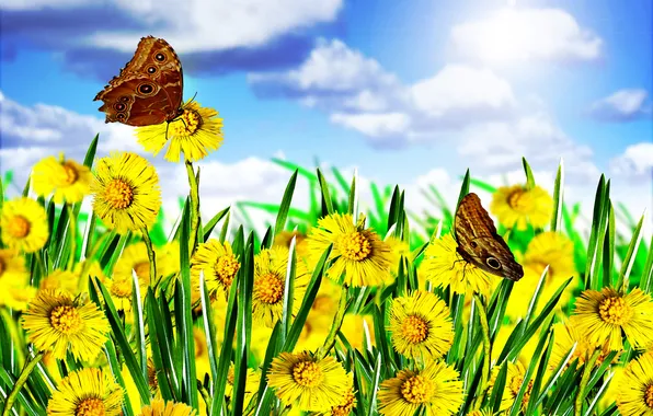 Картинка поле, небо, бабочка, весна, одуванчики, цветение, blossom, flowers