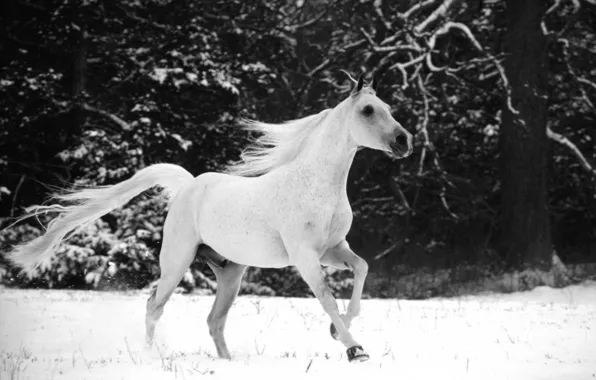Картинка снег, конь, лошадь, лошади, грива, хвост, horse, чёрно-белое фото