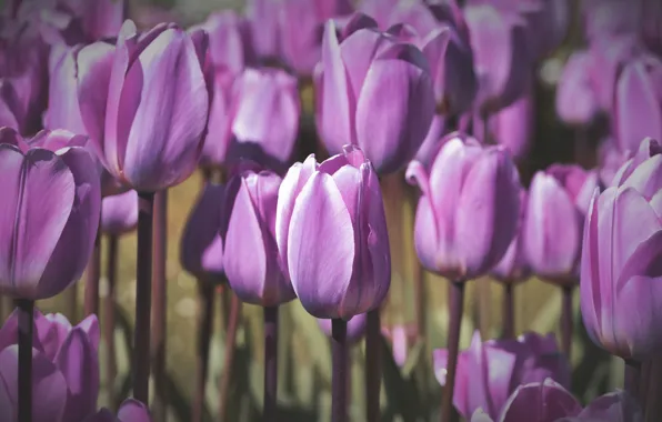 Картинка цветы, поляна, весна, тюльпаны, нежные, бутоны, клумба, много