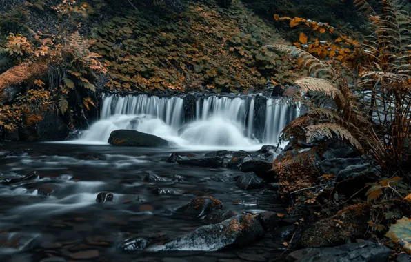 Камни, растительность, водопад, папоротник