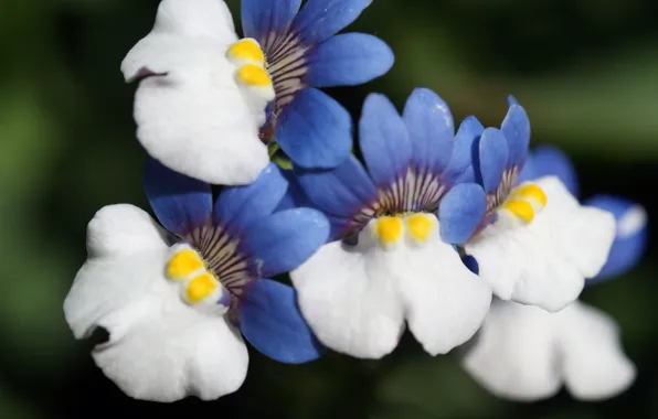 Цветы, фон, бело-голубые