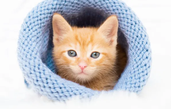 Кошка, взгляд, поза, котенок, шапка, портрет, малыш, рыжий