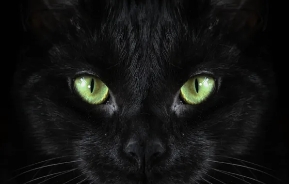 Black, cat, Macro, green eyed