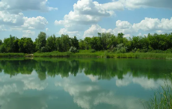 Картинка зелень, лес, солнце, пейзаж, природа, река