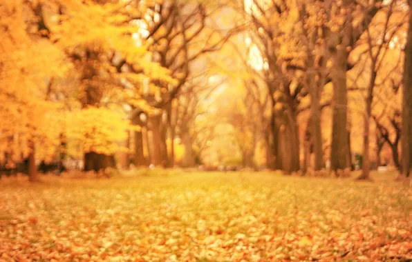 Картинка осень, листья, деревья, природа, парк, желтые, размытость, оранжевые