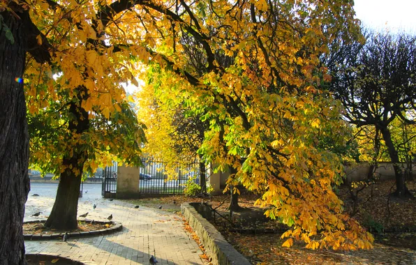 Trees, park, autumn, fall