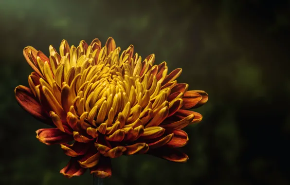 Цвет, Цветок, Растение, Растения, Flower, Flowers, Color, Flora