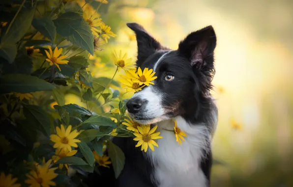 Глаза, взгляд, морда, листья, цветы, природа, портрет, собака