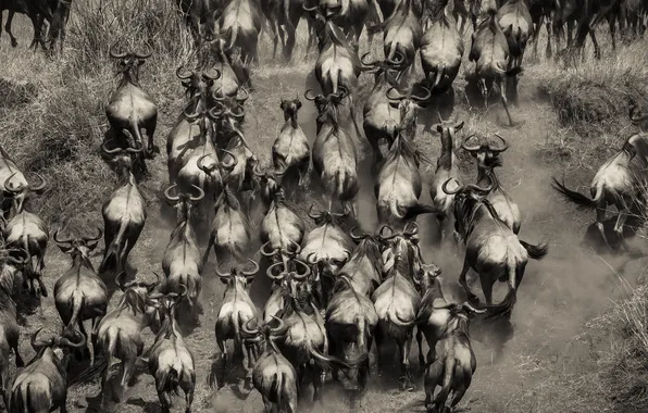 Африка, стадо, буйволы, Кения