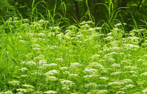 Картинка лето, трава, деревья, цветы, widescreen, обои, wallpaper, background