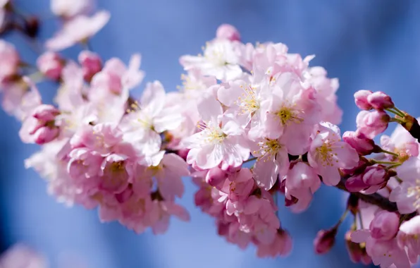 Картинка небо, цветы, вишня, розовый, весна, лепестки, сакура, цветение