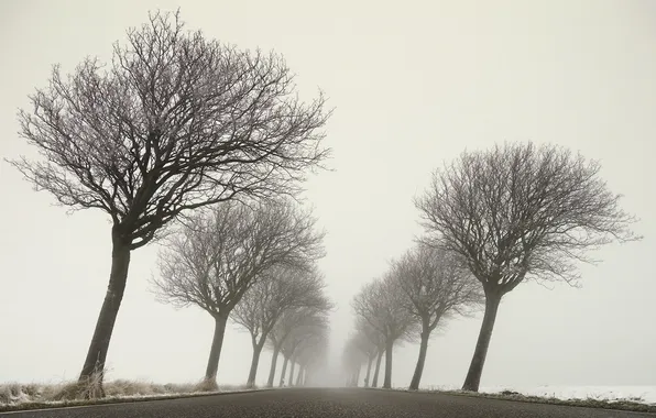 Зима, дорога, деревья, туман