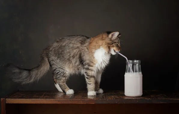 Кошка, кот, взгляд, поза, темный фон, молоко, банка, полка
