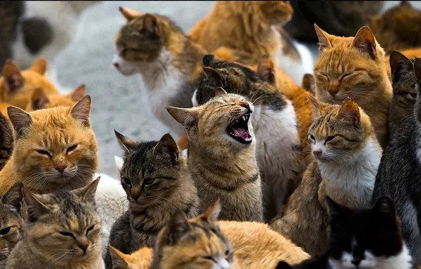 Любовь, коты, Май, свадьба, песни, депутаты, вопли