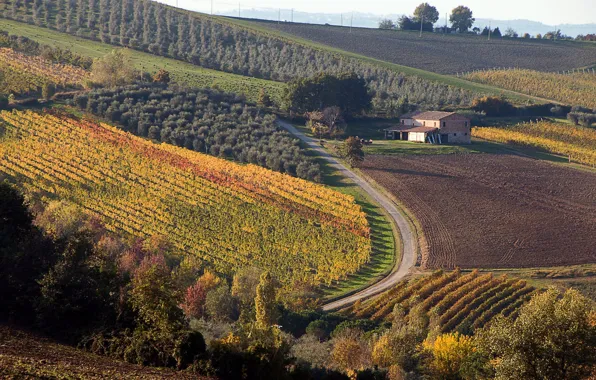 Italy, wine, red wine, vineyards, vitis vinifera, Sangiovese, Romagna