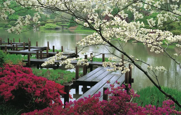 Вода, цветы, япония, сад, мостки