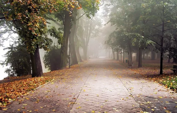 Картинка дорога, осень, туман, парк