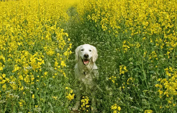 Картинка поле, лето, собака, рапс