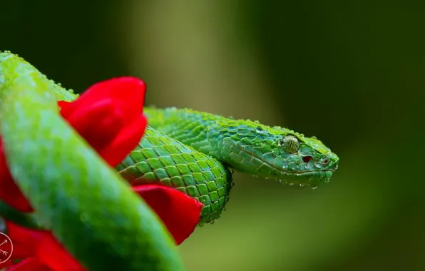 Картинка макро, цветы, красный, зеленый, змея, чешуя, blur, u137