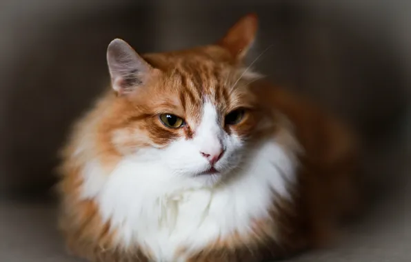 Кошка, взгляд, дом