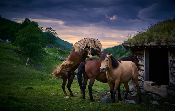 Небо, тучи, природа, поза, камни, холмы, поляна, жеребец