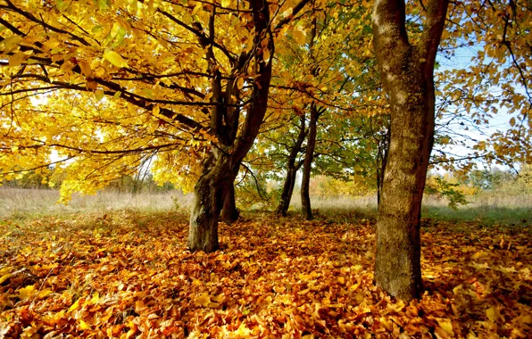 Картинка осень, листья, деревья, природа