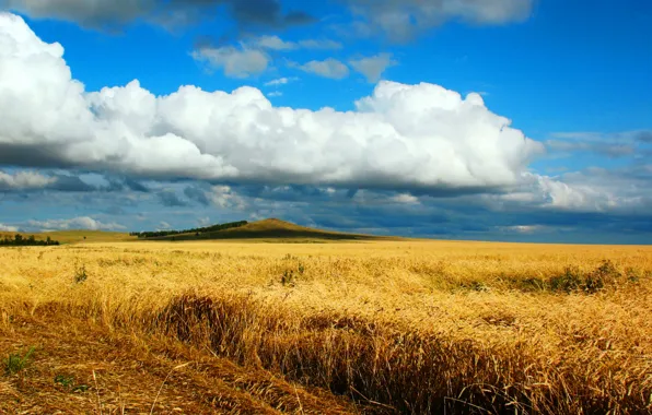 Дорога, пшеница, поле, осень, степь, песня, казахстан, жаворонок