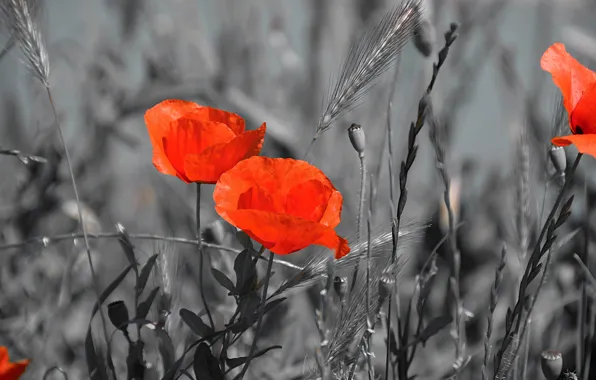 Картинка Весна, Spring, Красные маки, Red poppy