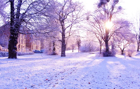 Forest, park, winter, snow, cold, tre