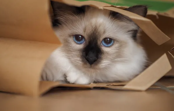 Кошка, кот, взгляд, морда, котенок, портрет, пакет, лежит