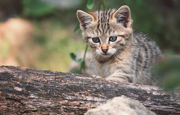 Кот, котенок, серый, малыш, бревно, полосатый, дикий, лесной